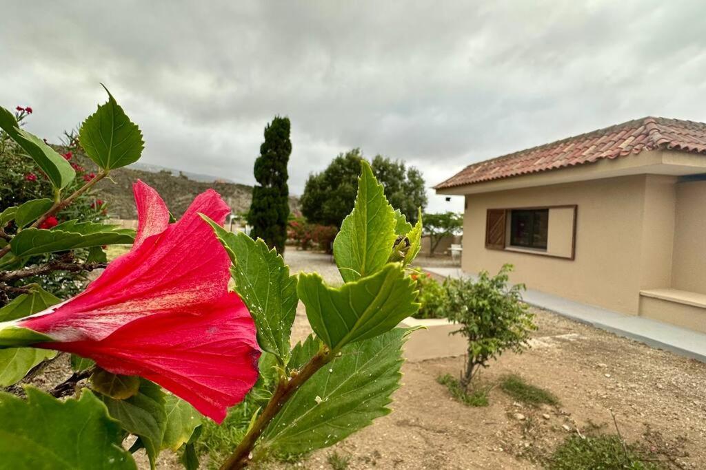Вилла Peaceful Oasis With Magical Sea Views And A Pool Санта-Крус-де-Тенерифе Экстерьер фото